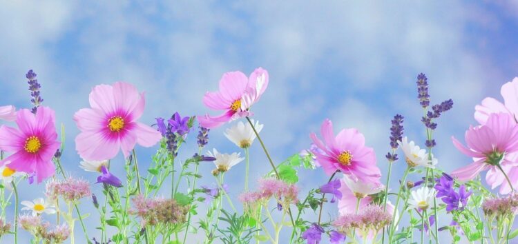 Life lessons | Image shows wildflowers against a blue sky.