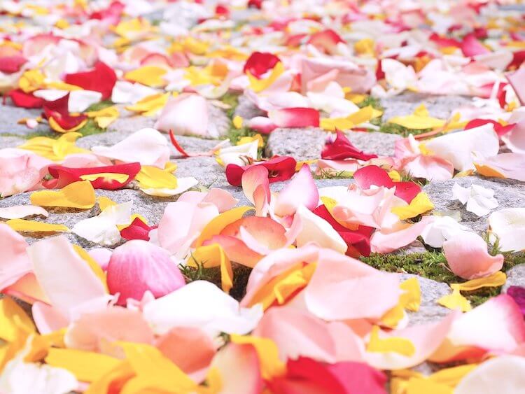 Scattered rose petals.